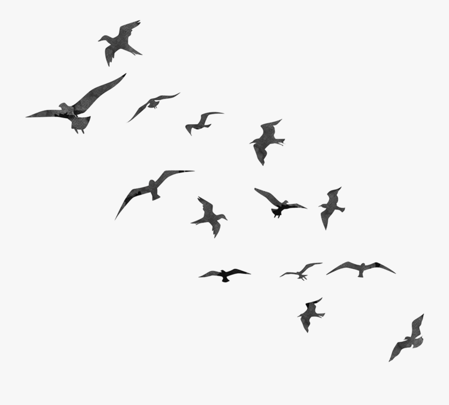 Bird Flight Swallow Flock - Transparent Birds Flying Silhouette, Transparent Clipart