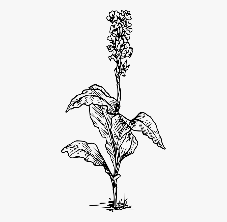 Transparent Rice Plant Clipart Black And White - Transparent Plant Black And White, Transparent Clipart