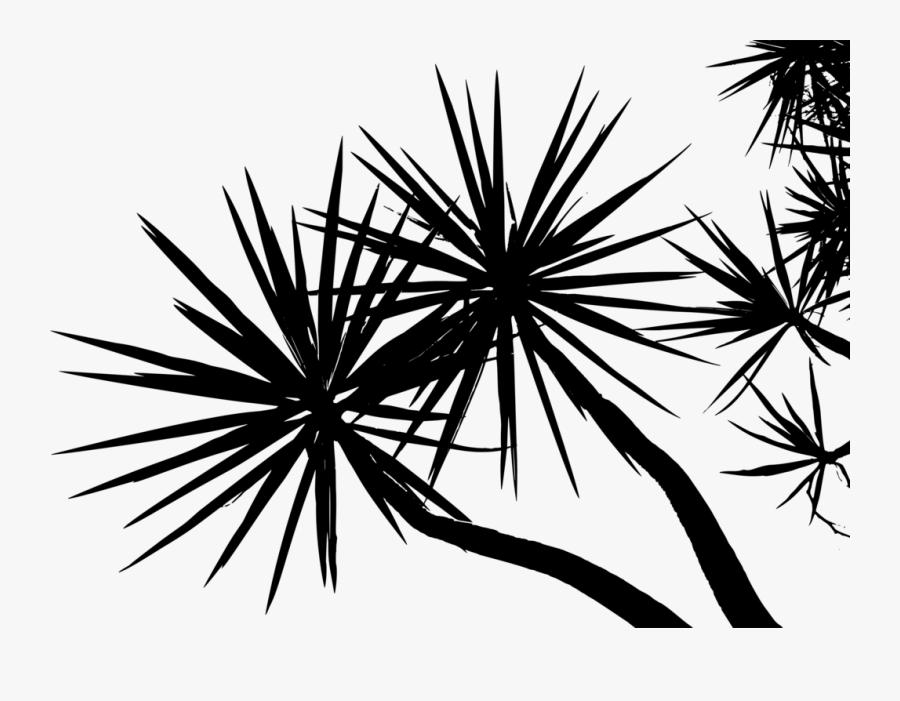 Computer Wallpaper,pine Family,plant - Tree, Transparent Clipart