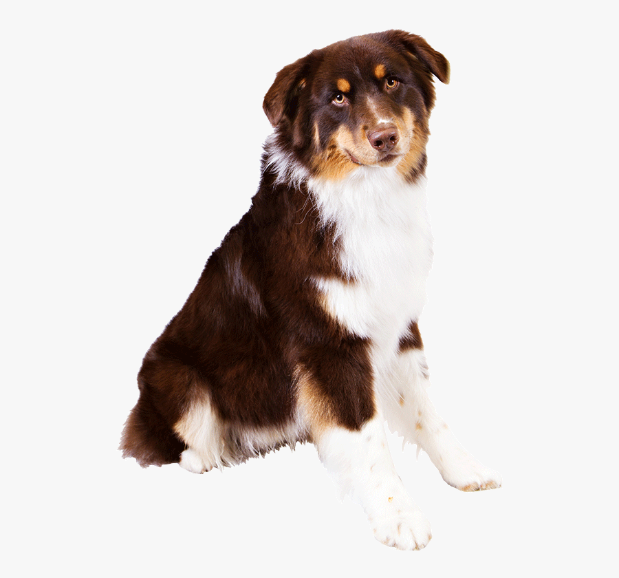 Image Free Library Puppies Transparent Australian Shepherd - Australian Shepherd No Background, Transparent Clipart