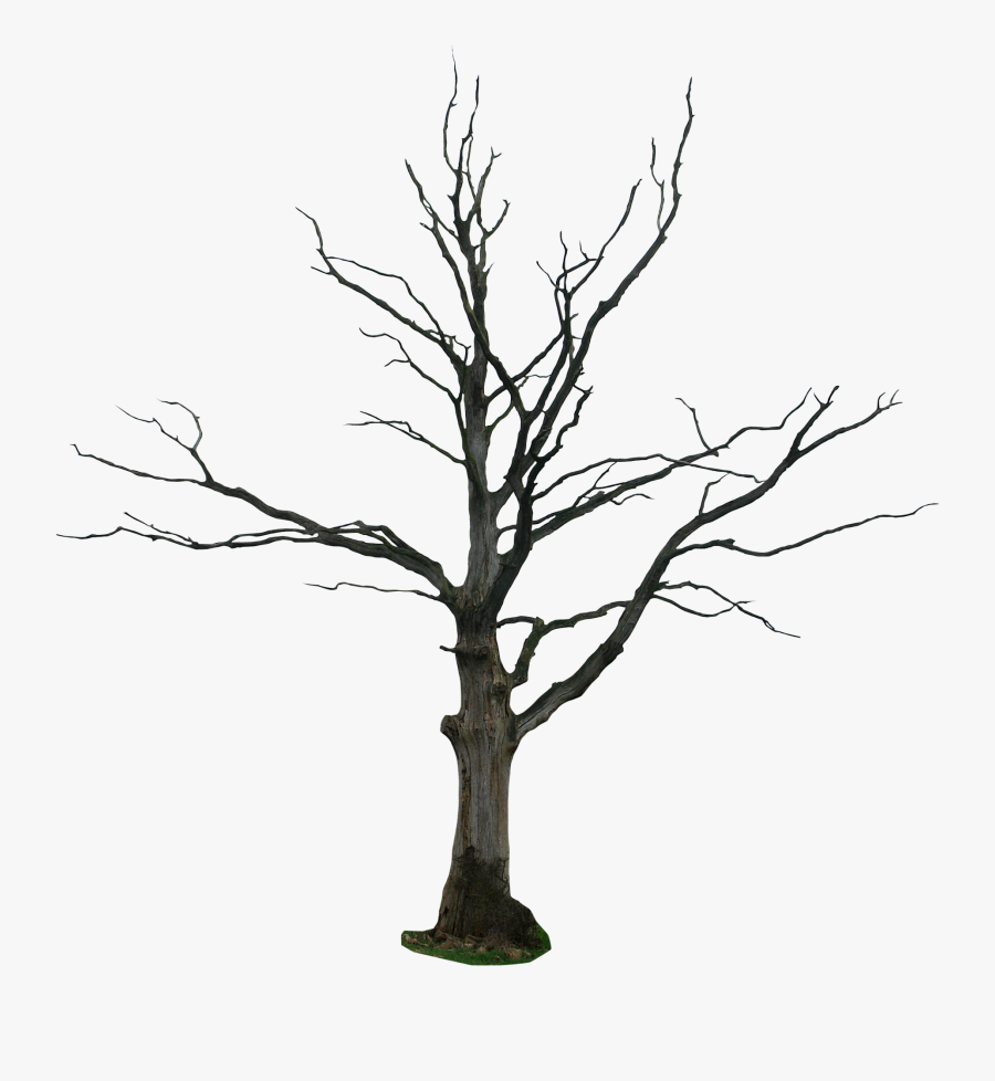 Black And White Trees Drawing At Getdrawings - Tree Without Leaves Png, Transparent Clipart