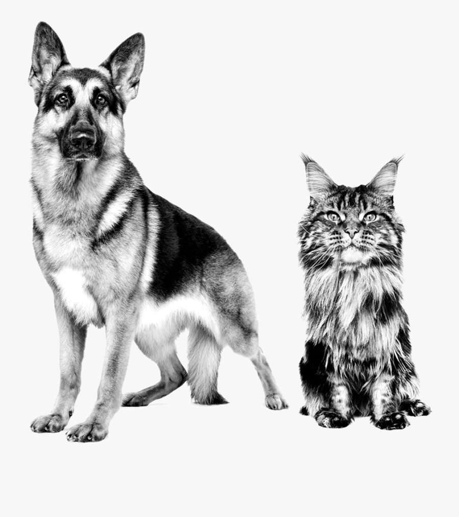 Hd Canin Dog Cat - Royal Canin Black & White Spaniel, Transparent Clipart
