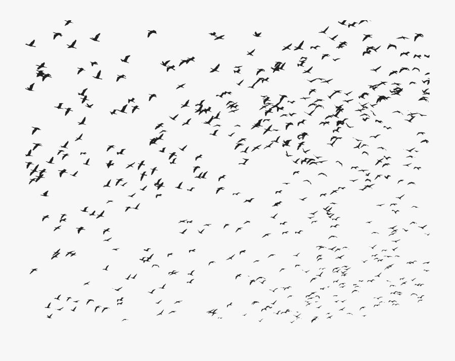 Transparent Flying Bird Clipart Black And White - Flying Bird Birds Png, Transparent Clipart