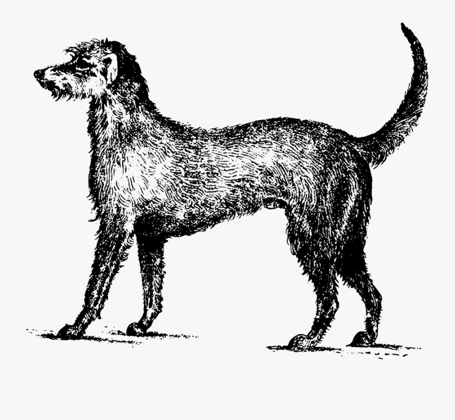 Carnivoran,dog,dog Breed - Irish Wolfhound Clipart, Transparent Clipart