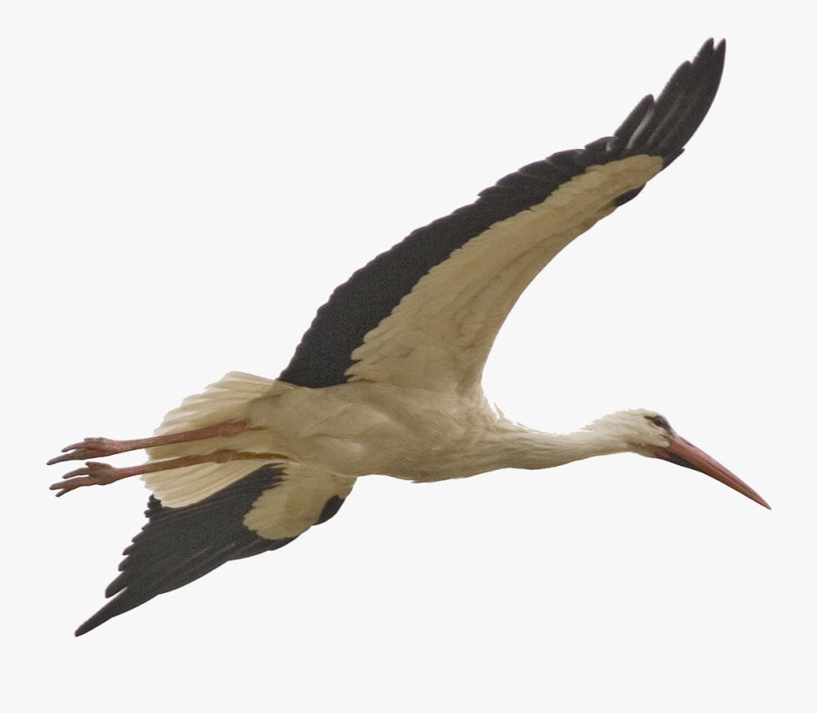 Bird Stork Clip Art - Stork Flying Png, Transparent Clipart
