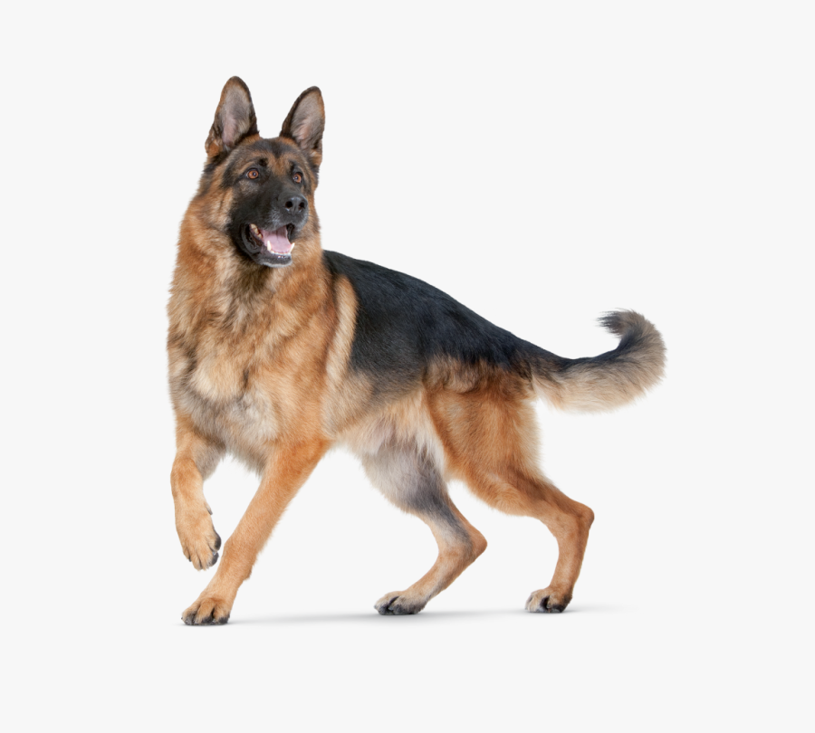 Dog Png For Editing, Transparent Clipart