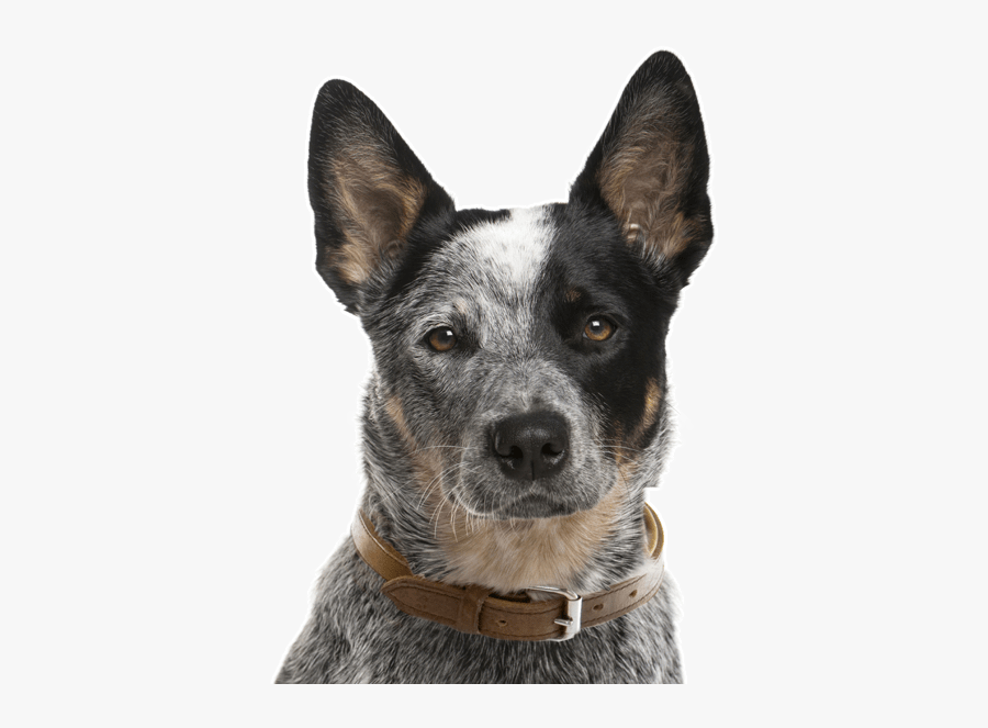 Clip Art Border Collie Chihuahua - Australian Cattle Dog Sitting, Transparent Clipart