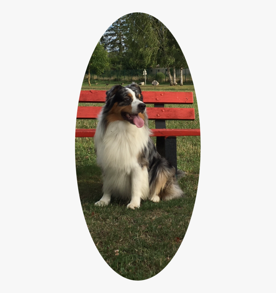 Ftedogs Jayreck Australianshepherd Aussie Dog - Australian Collie, Transparent Clipart