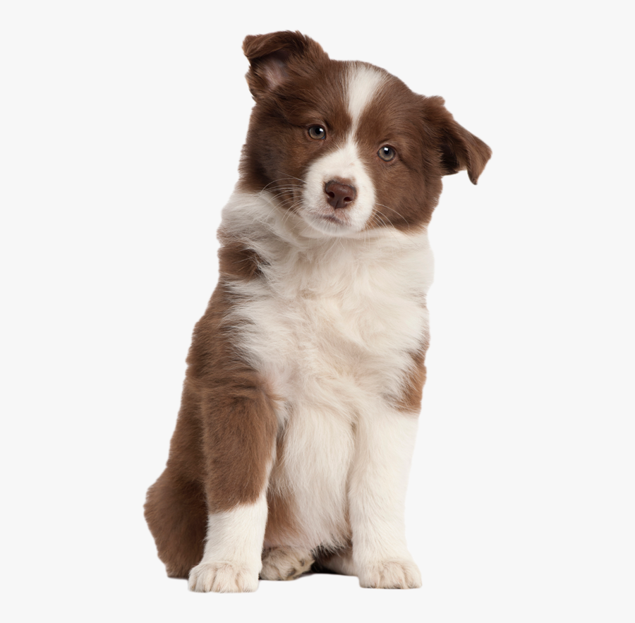Australian-shepherd - Dog Obedience Training Certificates, Transparent Clipart