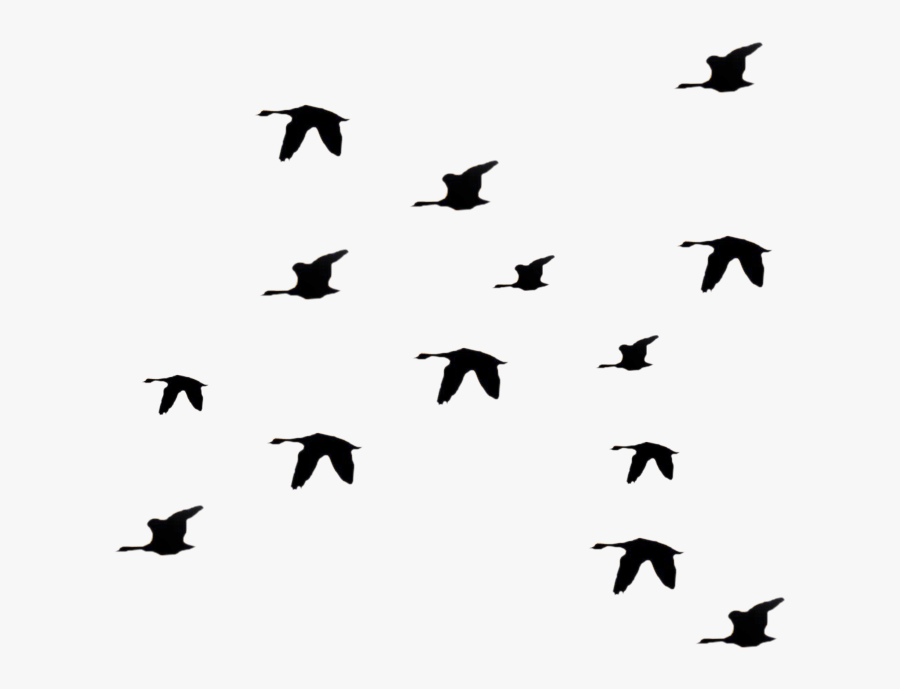 Bird Fly Png Clipart Li Ry - Birds Fly In Black And White, Transparent Clipart