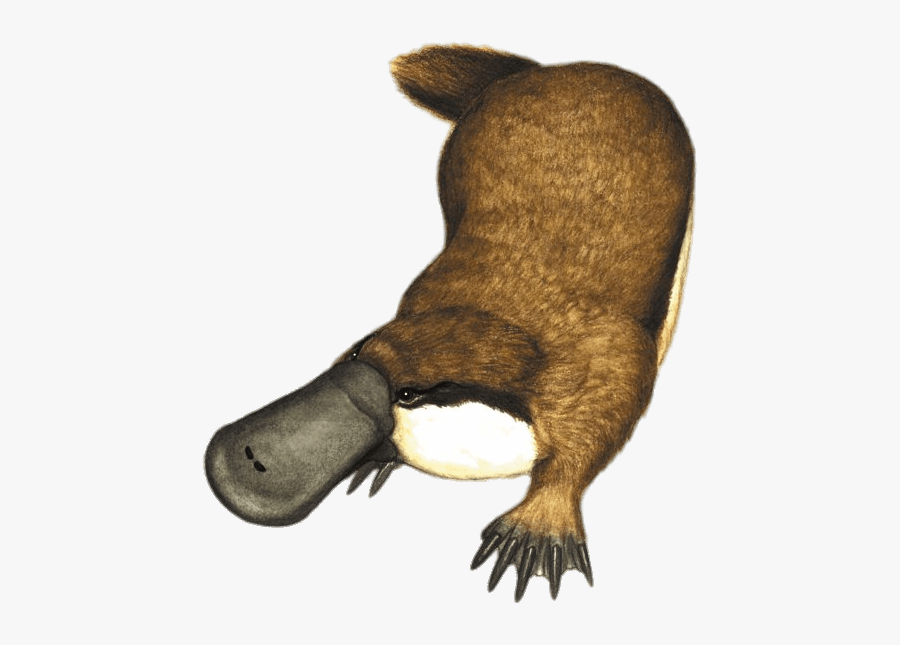 Platypus Illustration - Monotreme Mammals, Transparent Clipart