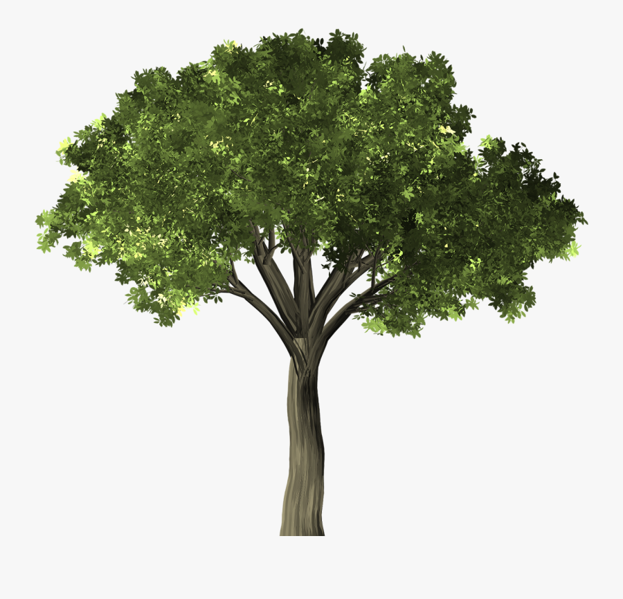 Tree Elm Elm Tree Free Picture - Elm Tree Transparent, Transparent Clipart