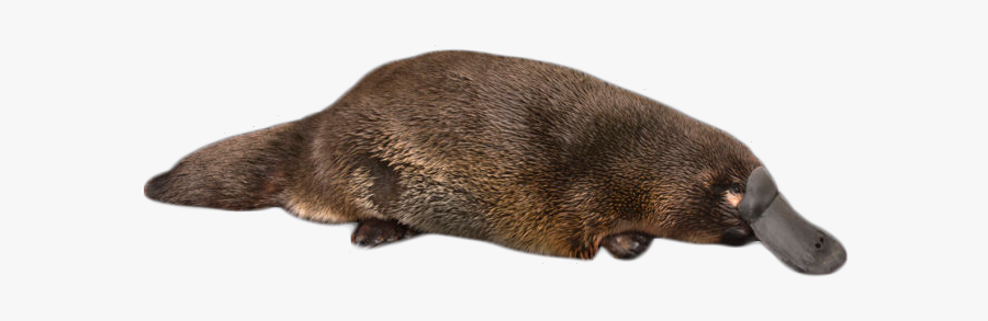 Platypus On The Ground Png Image - Duck Billed Platypus Png, Transparent Clipart