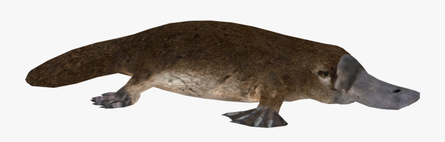 Clip Art Image Aurora Designs Zt - Platypus Png, Transparent Clipart
