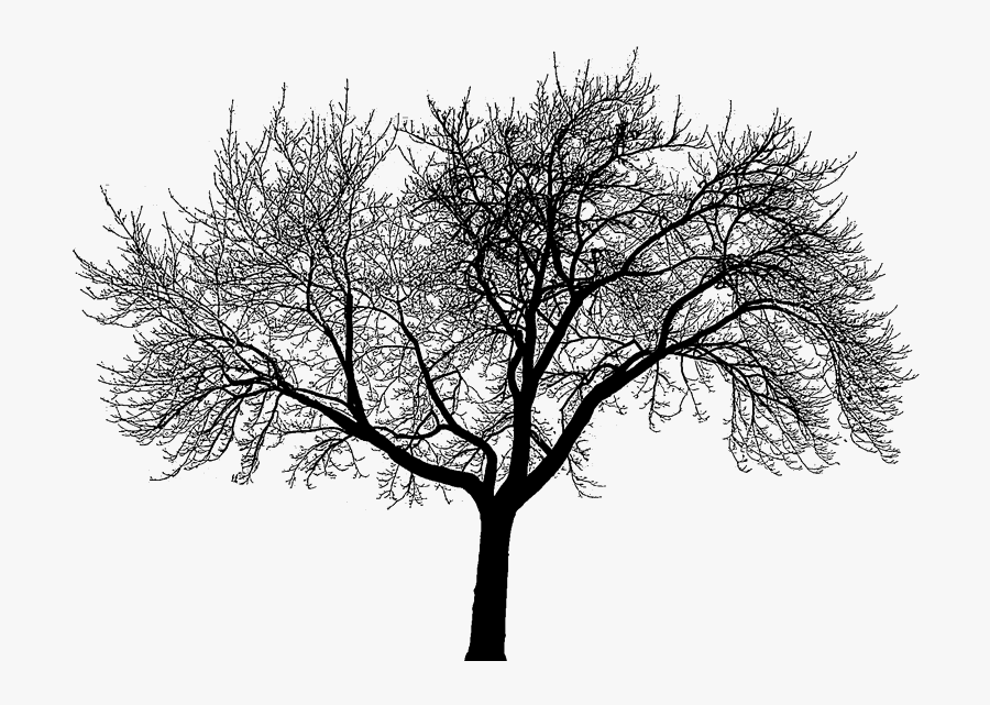 Dead Trees Forest Black And White For Kids - Central Park New York Logo, Transparent Clipart