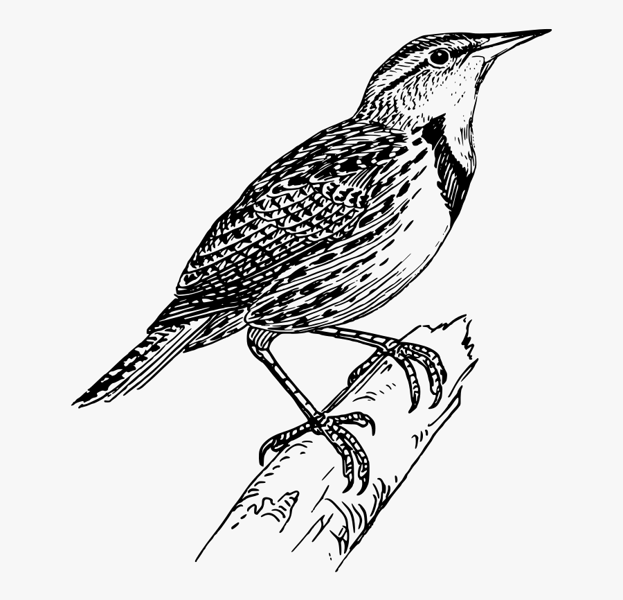 Meadow Lark - Line Drawing Of Bird, Transparent Clipart
