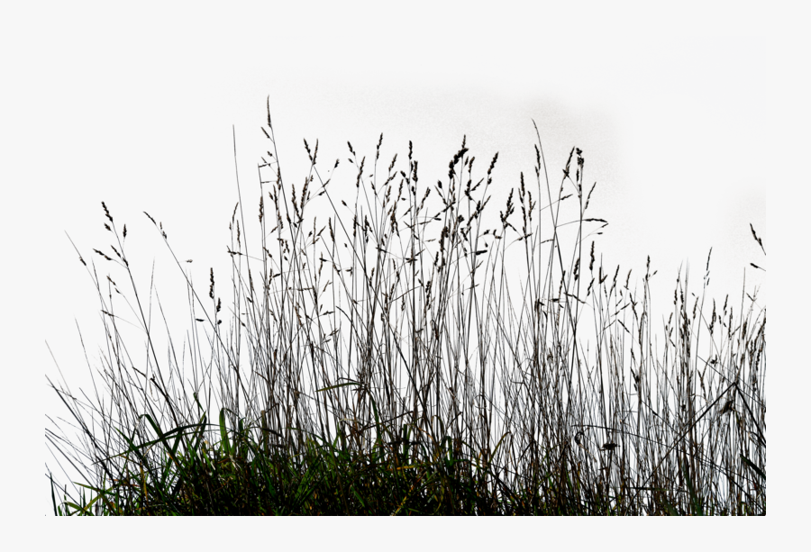 Clip Art Meadow Clipart Black And White - Transparent Long Grass Png, Transparent Clipart