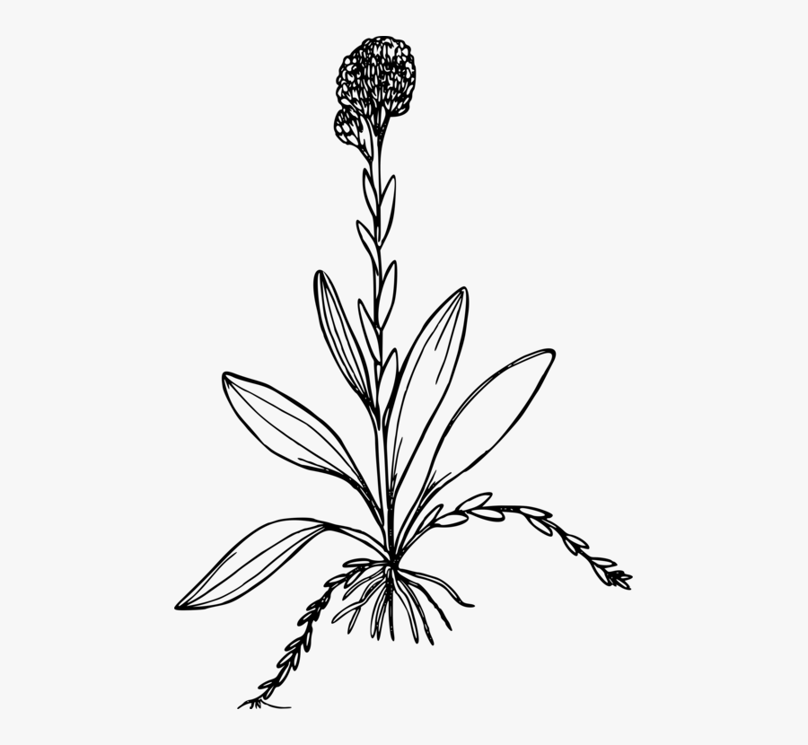 Clip Art Antennaria Corymbosa Computer Icons - Antennaria Corymbosa, Transparent Clipart