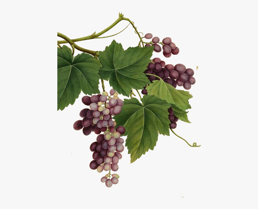 Grape Leaves Painting, Transparent Clipart