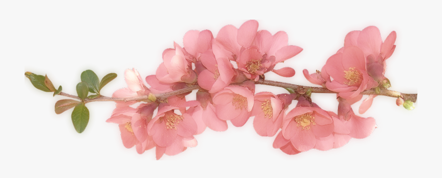 Animal Jam Clans Wiki - Transparent Background Spring Flower Clipart, Transparent Clipart