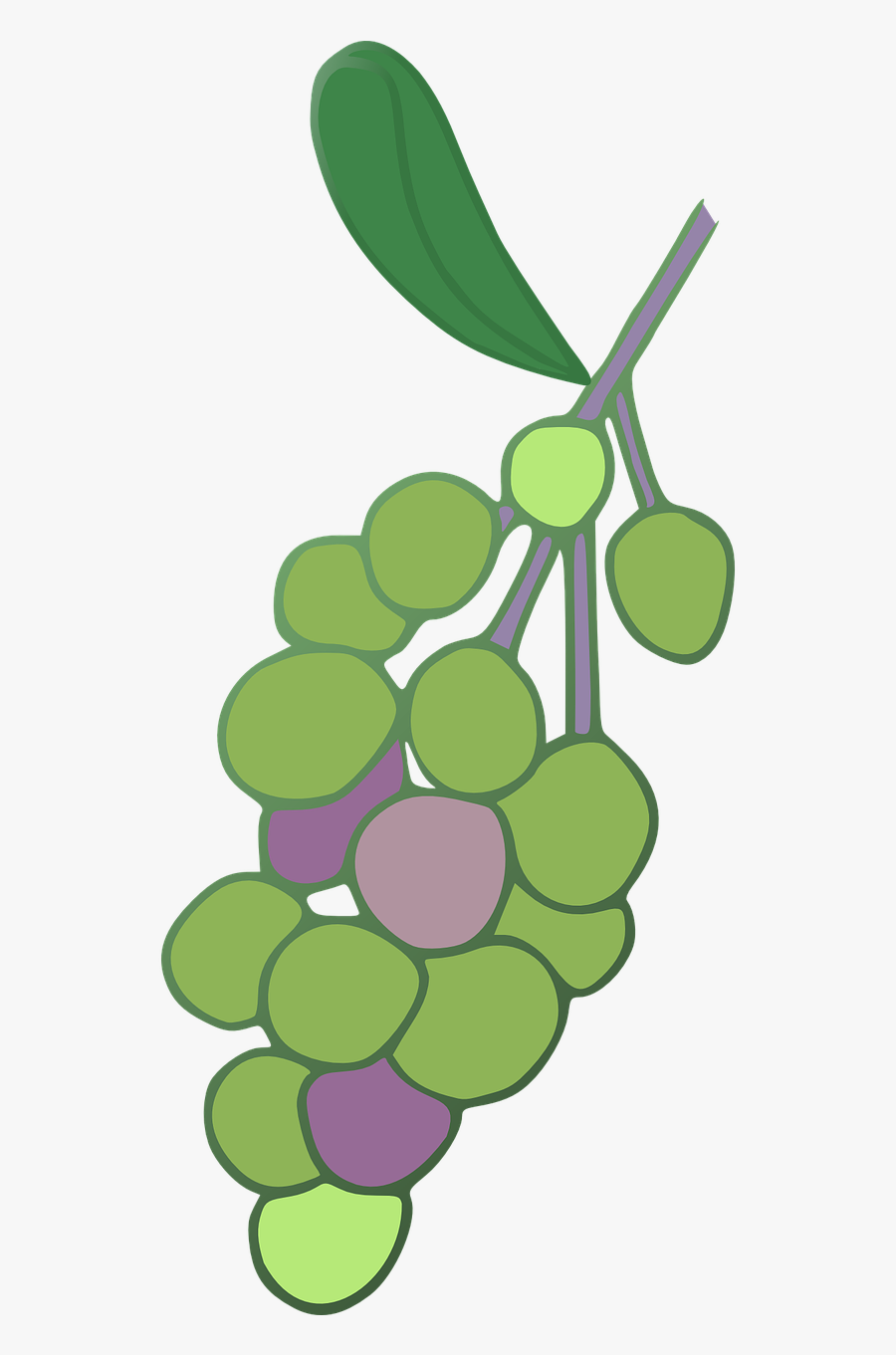 Berries Grape Vine Free Picture - Grape, Transparent Clipart