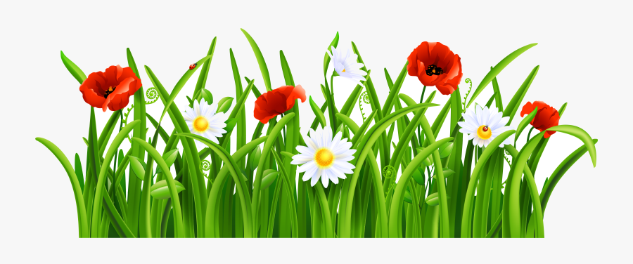 Grass Poppies And Daisies With Clipart Picture Gallery - Vector Green Grass Png, Transparent Clipart