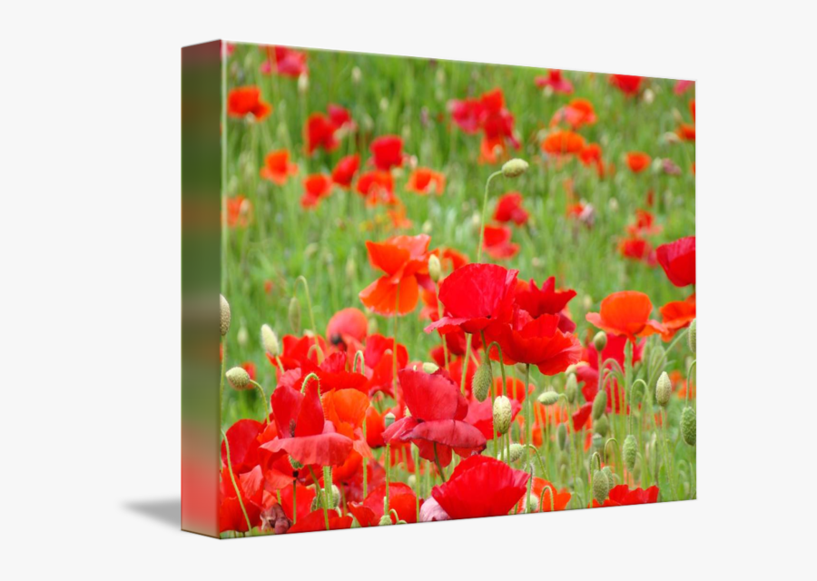 Transparent Field Of Flowers Clipart - Sprenger's Tulip, Transparent Clipart