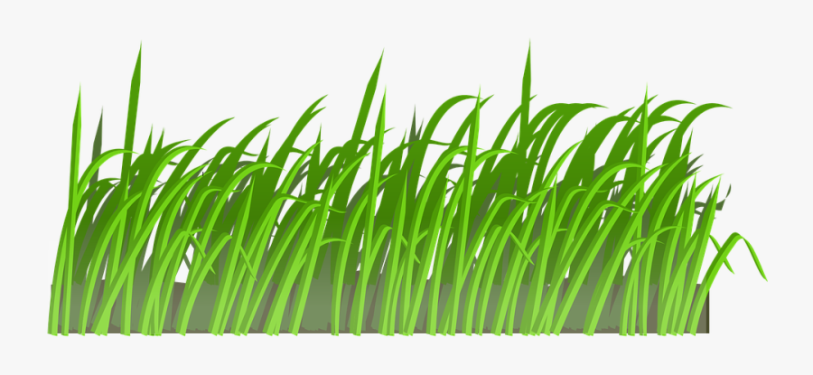 Grass, Lawn, Green, Nature, Spring, Meadow, Summer - Cartoon Grass, Transparent Clipart