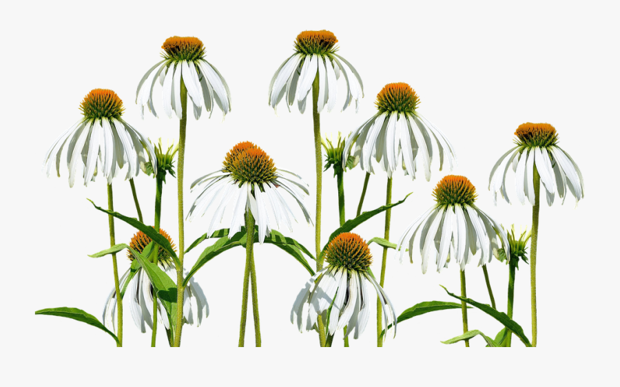 Transparent Wild Plants Png - Wildflowers Png, Transparent Clipart