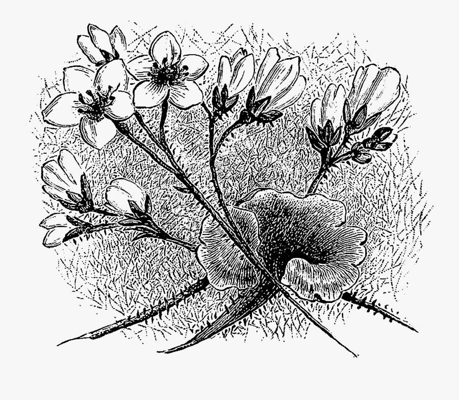 Line Art, Transparent Clipart