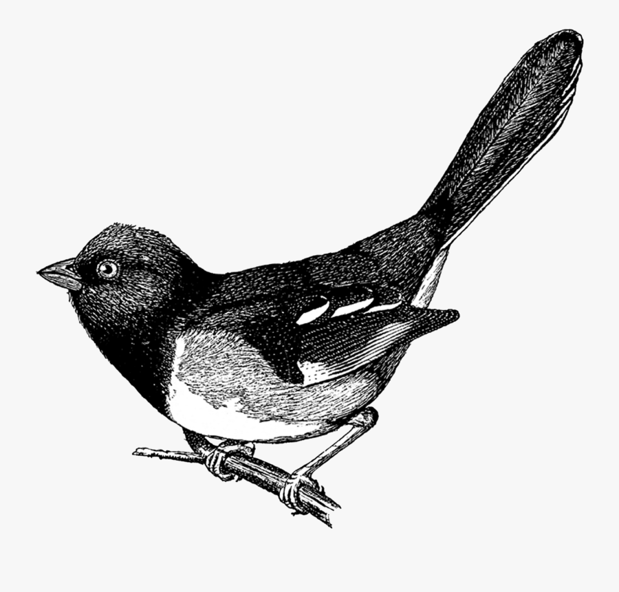 Vintage Bird Clip Art, Transparent Clipart