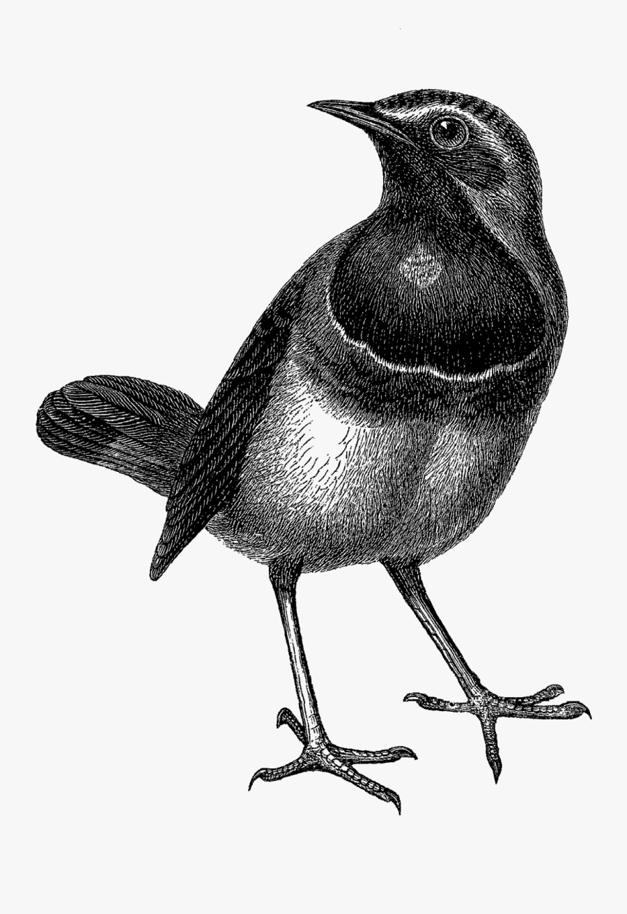 Bird With Crown, Transparent Clipart