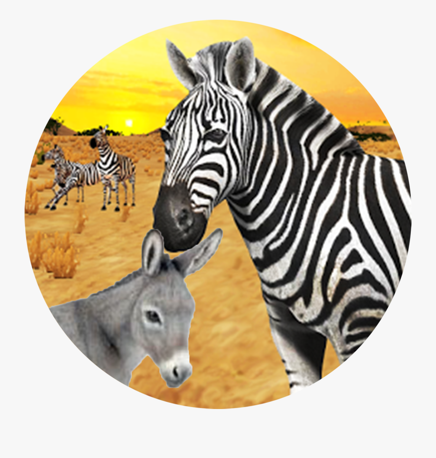 Zebra, Transparent Clipart