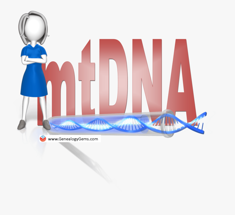 When To Do An - Mtdna, Transparent Clipart