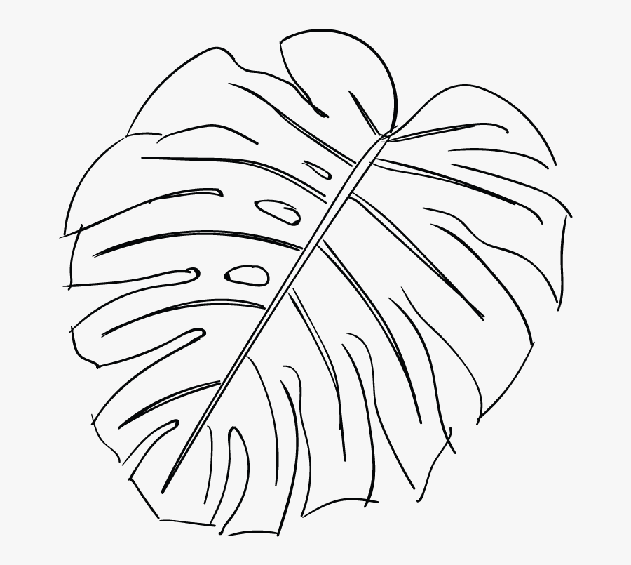 Transparent Tree Sketch Png - Swiss Cheese Plant Line Drawing, Transparent Clipart