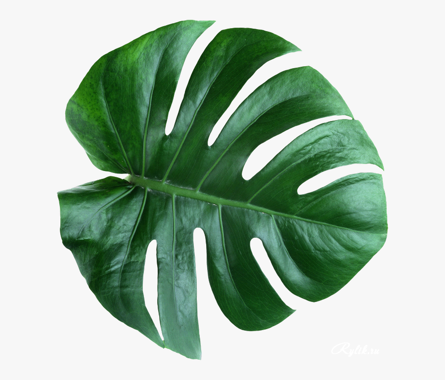 Leaves Psd Clipart Swiss Cheese Plant Leaf Plants - Swiss Cheese Plant Png, Transparent Clipart