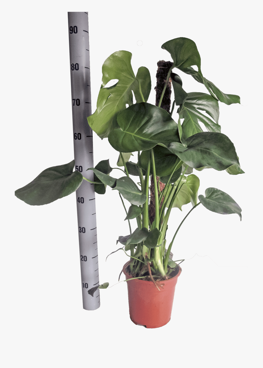 Clip Art Monstera Houseplant - Flowerpot, Transparent Clipart