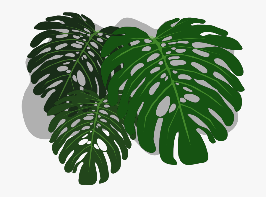 Clip Art Philodendron Swiss Cheese Plant - Philodendron Cartoon, Transparent Clipart