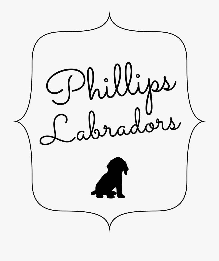English White Labradors - Y Not, Transparent Clipart