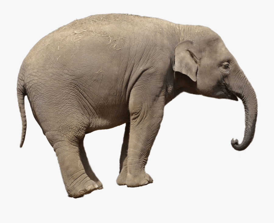 Elephant On Transparent Background, Transparent Clipart