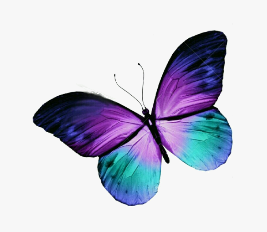 Butterfly Tattoo Purple Blue Free Hq Image Clipart, Transparent Clipart