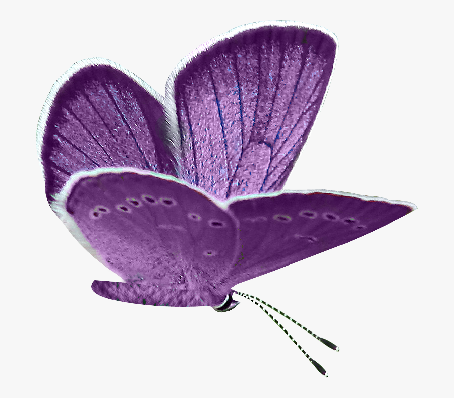 Pin Purple Butterfly Clipart - Purple, Transparent Clipart