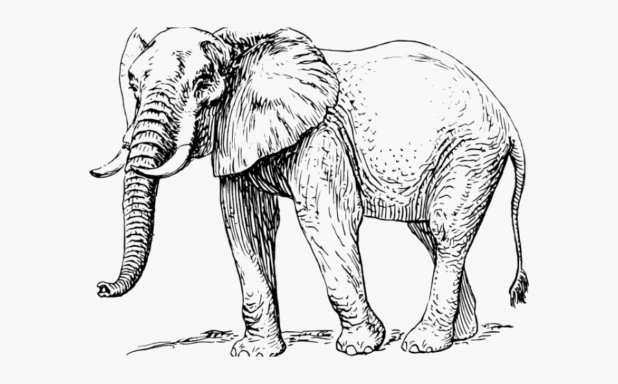 Free Elephant Clipart - Elephant Black And White Drawing, Transparent Clipart