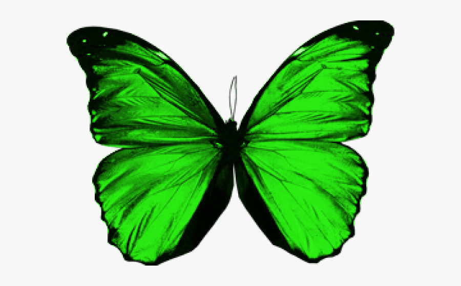 Transparent Green Butterfly Png - Green Butterfly No Background, Transparent Clipart