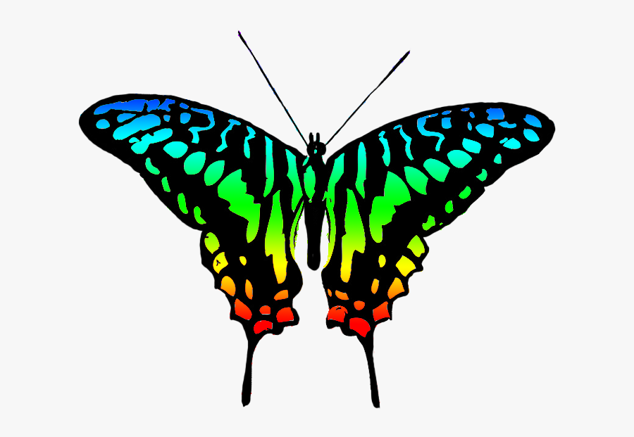 Multicolored Butterfly Image - Clip Art Colourful Butterfly, Transparent Clipart
