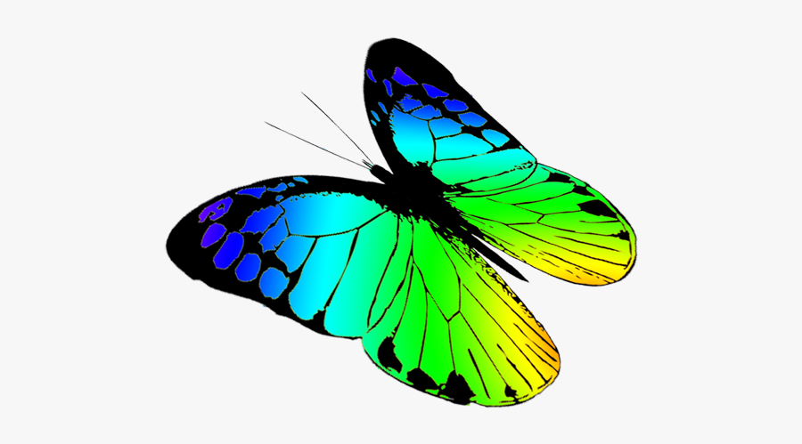 Free Butterflies Drawing - Free Butterfly Fly Clip Art, Transparent Clipart
