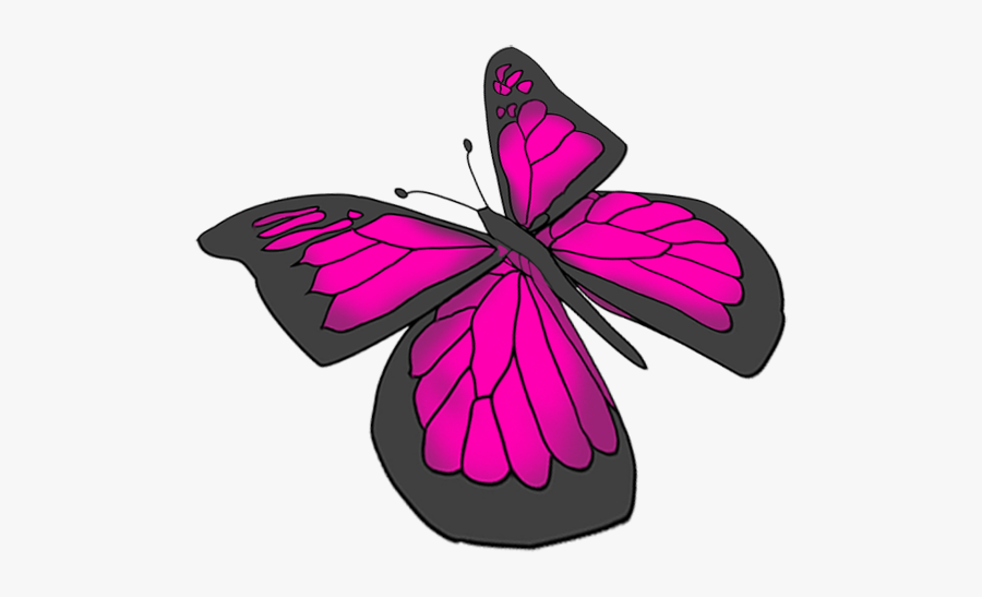Svg Black And White Library Beautiful Images Drawing - Pink Butterfly Png Draw, Transparent Clipart