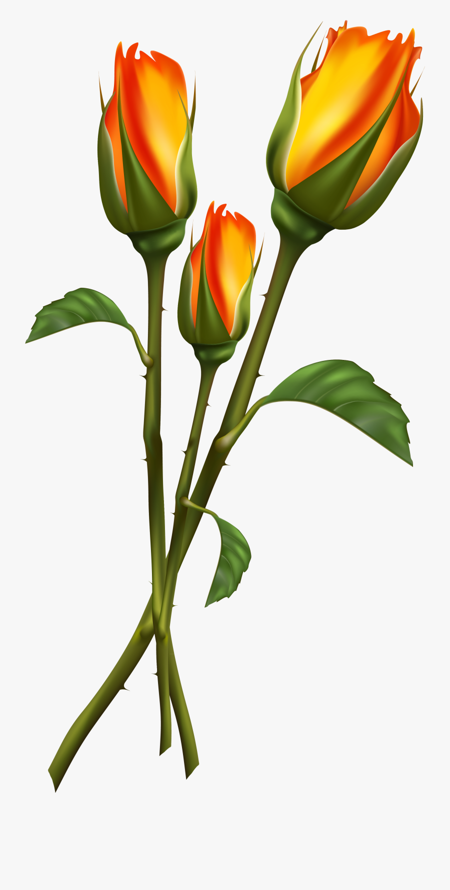 High Quality Images, Clipart, Plants - Transparent Beautiful Clip Art, Transparent Clipart