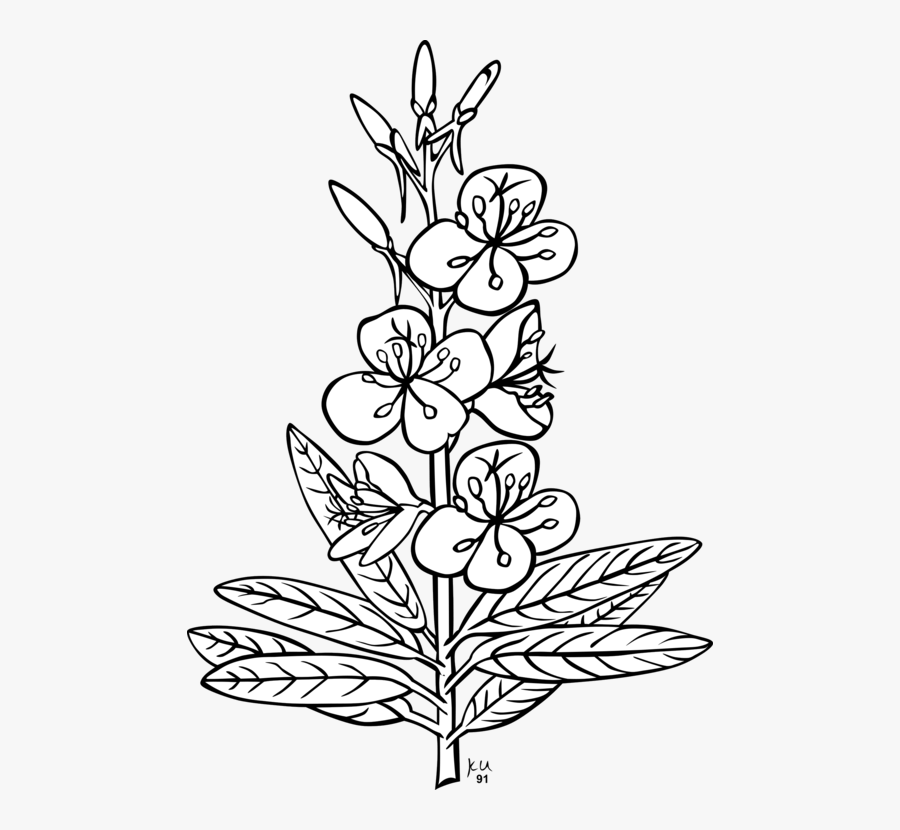 Thumb Image - Outline Pictures Of Flowers, Transparent Clipart