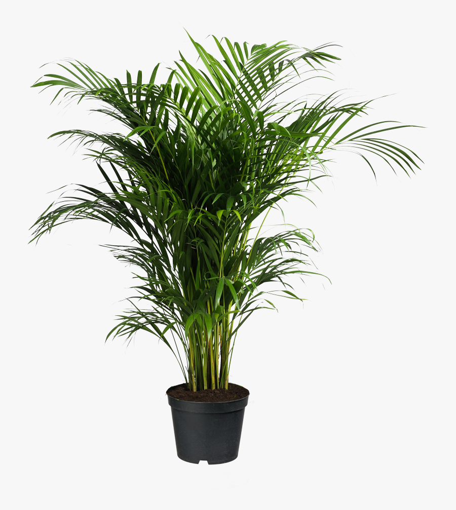 Plants Ravenea Houseplant Areca Palm Forsteriana Potted - Mealy Bugs On Areca Palm, Transparent Clipart